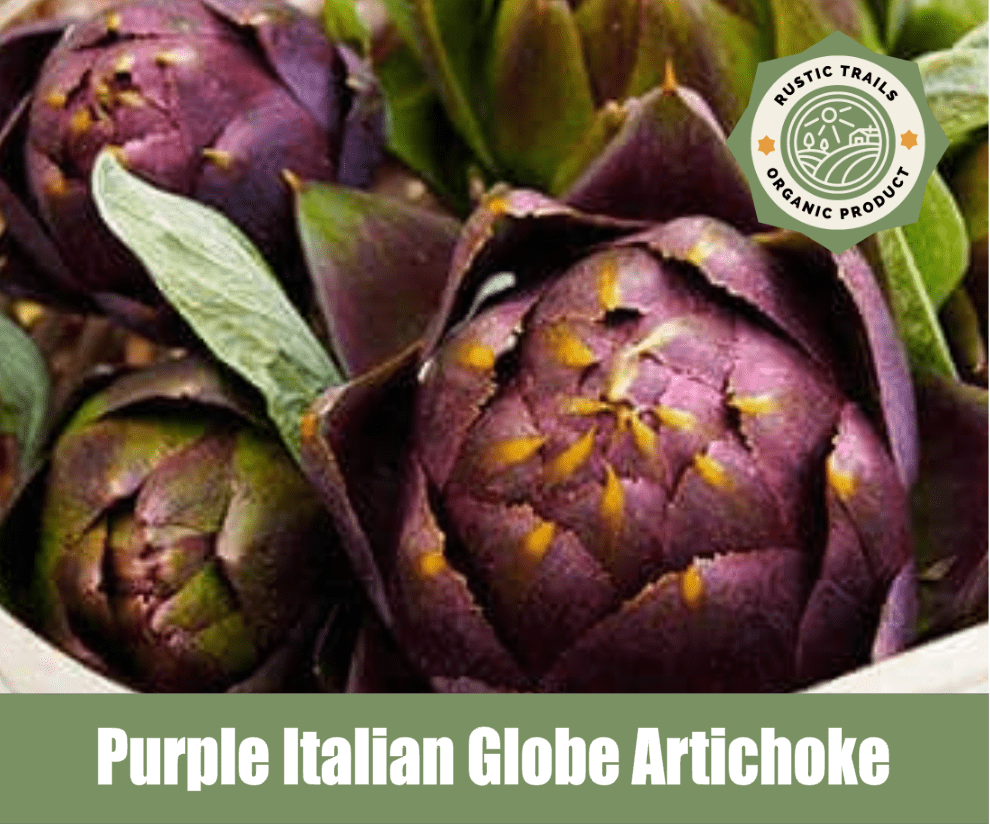 Purple Globe Italian Artichoke